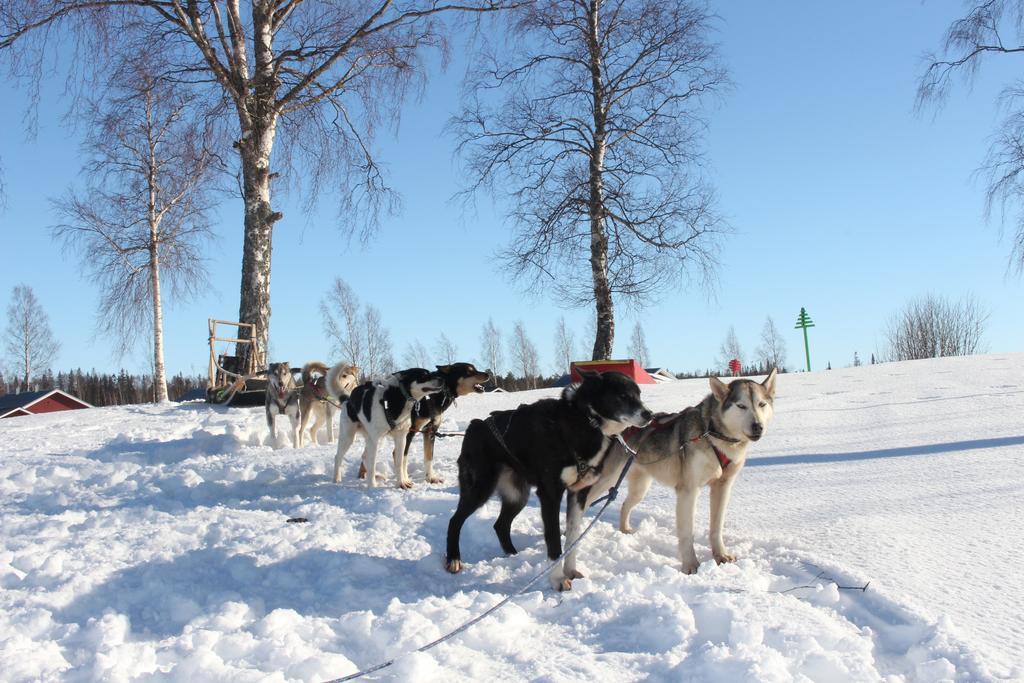 Båtskärsnäs Nordic Lapland Frevisoren المظهر الخارجي الصورة